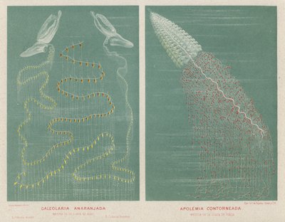 Pomarańczowa Galeolaria i Konturowana Apolemia (kolor lito) autorstwa Spanish School