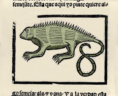 Reprezentacja iguany. Grawer z książki „Ogólna historia Indii, wysp i lądu oceanicznego” autorstwa Gonzalo Fernandeza de Oviedo (Gonzalo) lub Fernandez de, ou Hernandez de Oviedo y Valdes (1478-1557) autorstwa Spanish School