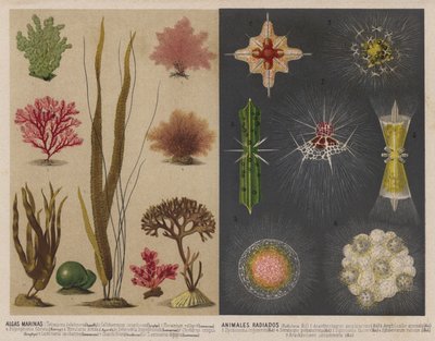 Wodorosty morskie i świecące zwierzęta wodne (chromolitho) autorstwa Spanish School