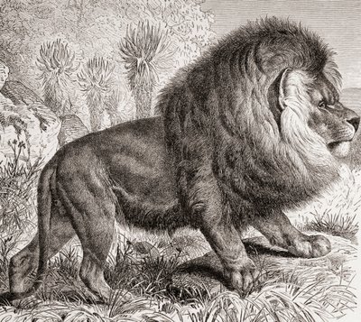 Lew przylądkowy, obecnie wymarły, z "La Vida de los Animales" wyd. ok. 1885 r. (druk) autorstwa Spanish School