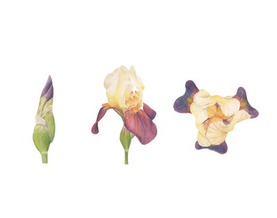 Brodata Irys, 2013 (akwarela) autorstwa Stacy Hsu