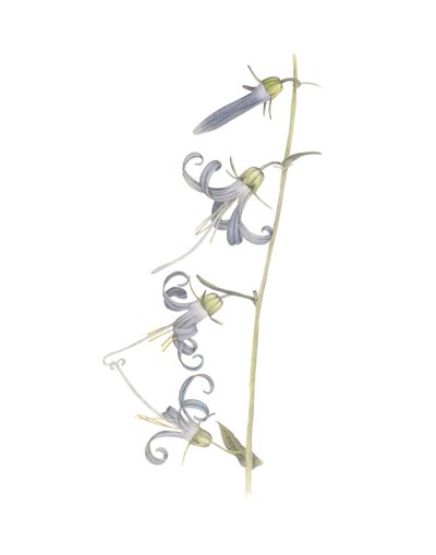 California Harebell, 2015 (ołówek grafitowy i akwarela) autorstwa Stacy Hsu