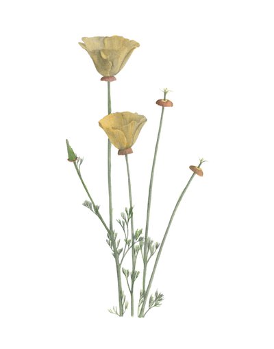 California Poppy, 2015 (ołówek grafitowy i akwarela) autorstwa Stacy Hsu