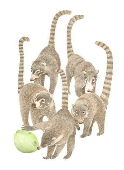 Kostaryka Coatis, 2019 (ołówek grafitowy i cyfrowy) autorstwa Stacy Hsu