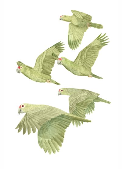 Kostaryka Red Lored Parrots, 2019 (ołówek grafitowy i cyfrowo) autorstwa Stacy Hsu