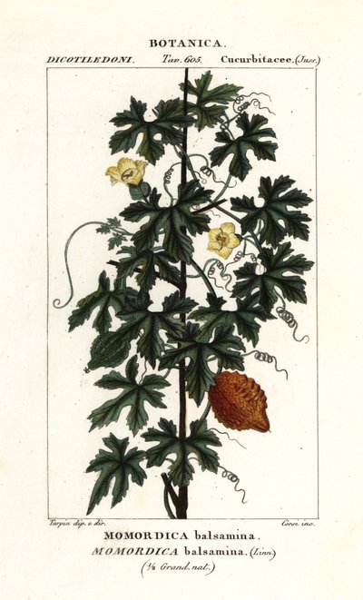 Ogórek afrykański, balsamina Momordica autorstwa Stanghi Stanghi