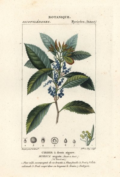 Bayberry, Morella pubescens autorstwa Stanghi Stanghi