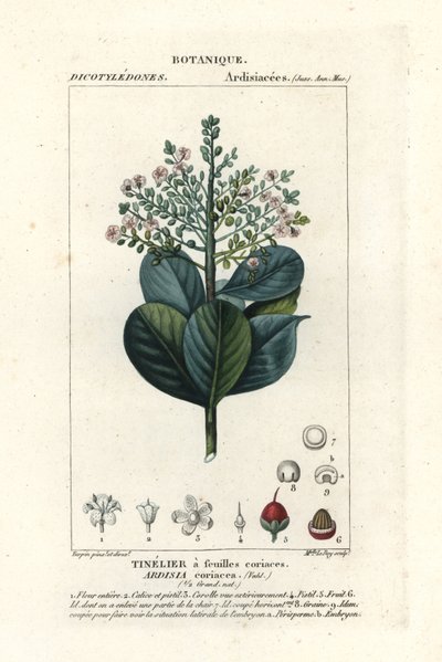 Drewno wołowe, Ardisia coriacea autorstwa Stanghi Stanghi