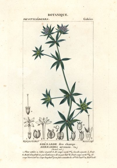 Szaleniec polny , Sherardia arvensis autorstwa Stanghi Stanghi