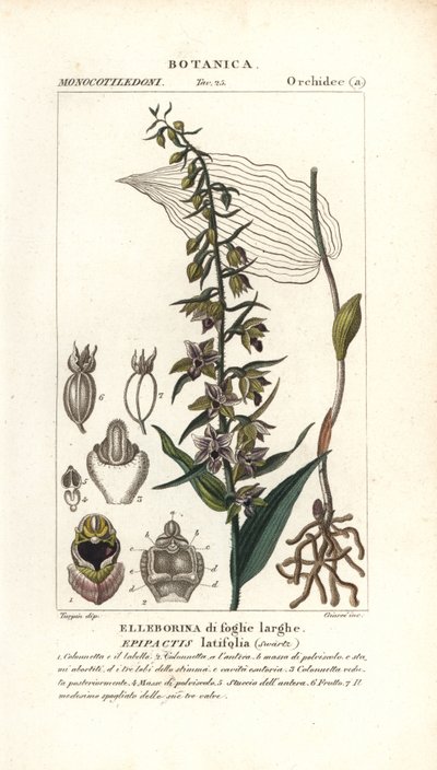 Storczyk kruszczyk szerokolistny , Epipactis helleborine autorstwa Stanghi Stanghi