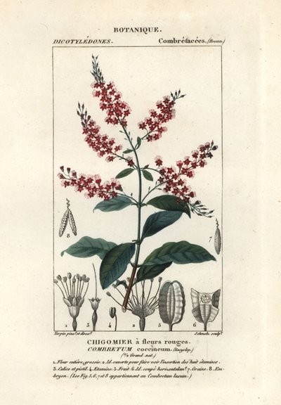 Bushwillow , Combretum coccineum autorstwa Stanghi Stanghi