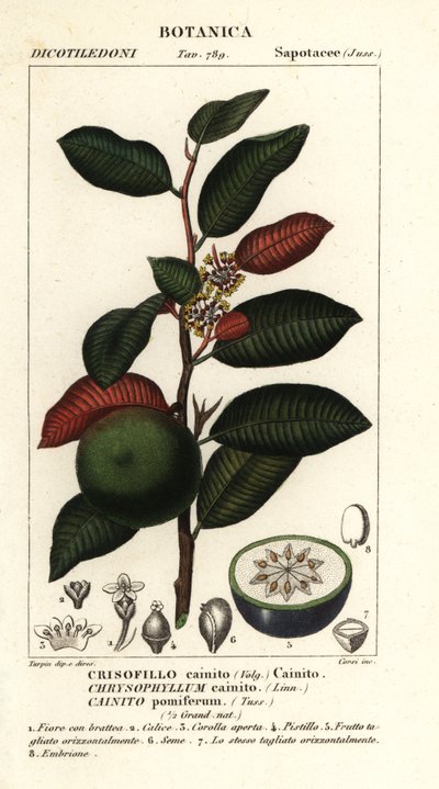 Kainit, Chrysophyllum cainit autorstwa Stanghi Stanghi