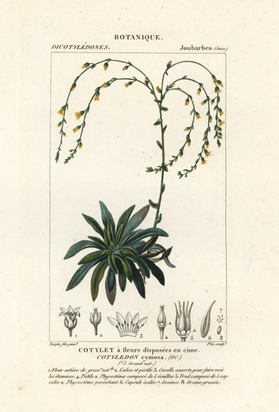 Kanion żyje wiecznie, Dudleya cymosa autorstwa Stanghi Stanghi