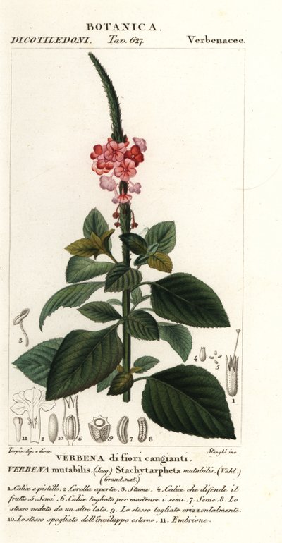 Zmienna velvetberry, zmienna Stachytarpheta autorstwa Stanghi Stanghi