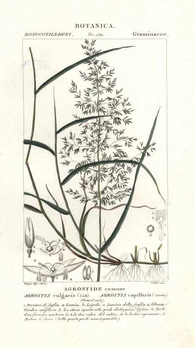 Mięta zwyczajna, Agrostis capillaris autorstwa Stanghi Stanghi