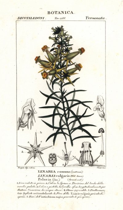 Ropucha zwyczajna lub ropucha żółta, Linaria vulgaris autorstwa Stanghi Stanghi