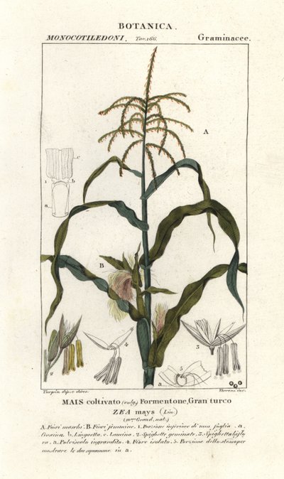 Kukurydza lub kukurydza, Zea mays autorstwa Stanghi Stanghi