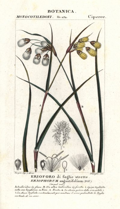 Bawełna zwyczajna lub wełnianka, Eriophorum angustifolium autorstwa Stanghi Stanghi