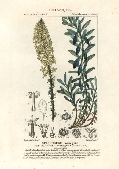 Świece kremowe, Stackhousia monogyna autorstwa Stanghi Stanghi