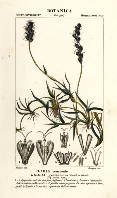 Mesquite kędzierzawe, Hilaria cenchroides autorstwa Stanghi Stanghi