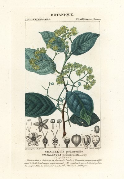 Szypułka Dichapetalum autorstwa Stanghi Stanghi