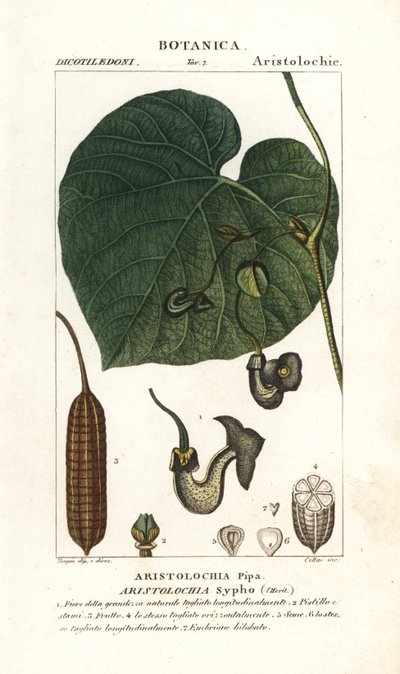 Fajka holenderska lub fajka, Aristolochia macrophylla autorstwa Stanghi Stanghi