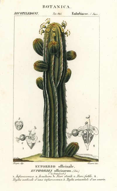 Euphorbia officinarum autorstwa Stanghi Stanghi