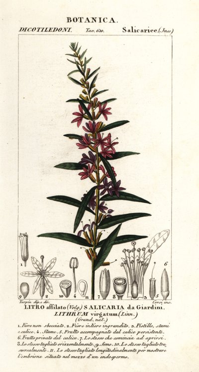 Różdżka europejska , Lythrum virgatum autorstwa Stanghi Stanghi