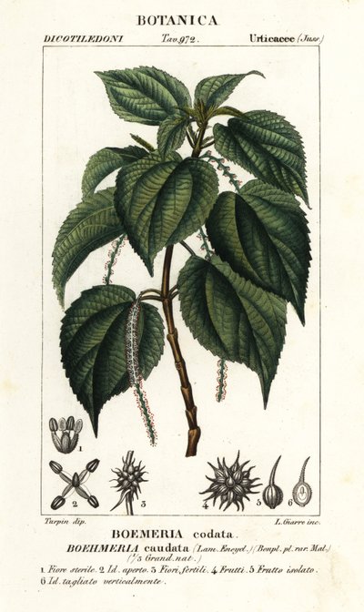 Fałszywa pokrzywa, Boehmeria caudata autorstwa Stanghi Stanghi