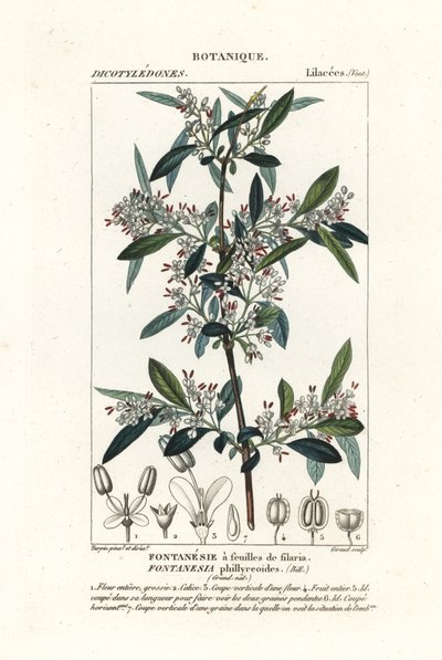 Fontanesia phillyreoides autorstwa Stanghi Stanghi
