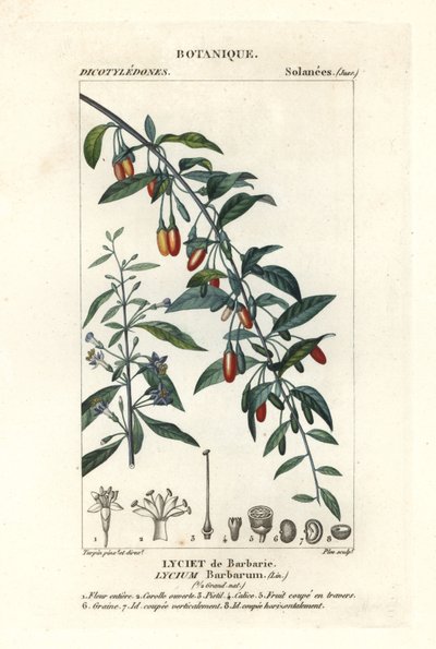 Jagoda Goji, Lycium barrum autorstwa Stanghi Stanghi