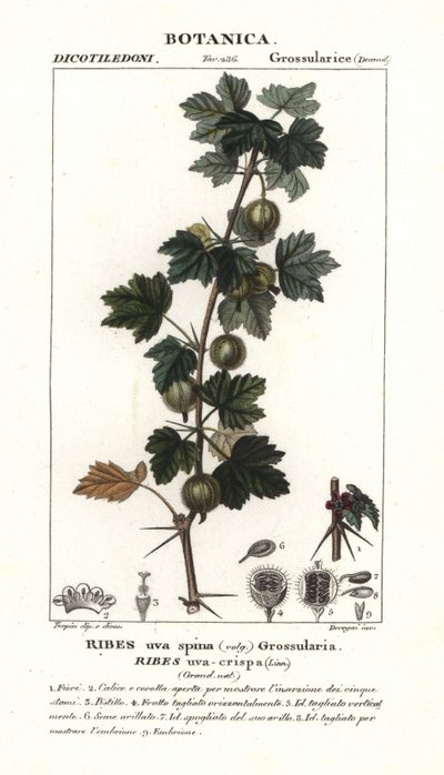 Agrest, Ribes uva-crispa autorstwa Stanghi Stanghi