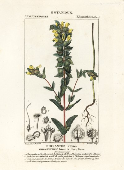 Większa żółta grzechotka , Rhinanthus alectorolophus autorstwa Stanghi Stanghi