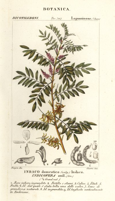 Indygo gwatemalskie, Indigofera suffruticosa autorstwa Stanghi Stanghi