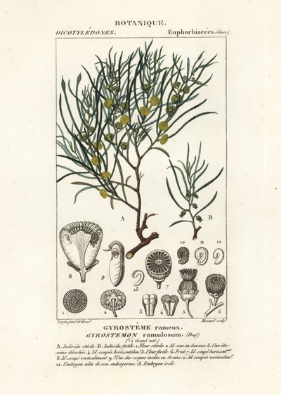 Drzewo gyrostemon ramulosus autorstwa Stanghi Stanghi
