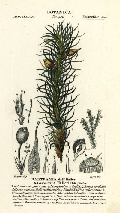 Mech jabłoni Hallera, Bartramia halleriana autorstwa Stanghi Stanghi