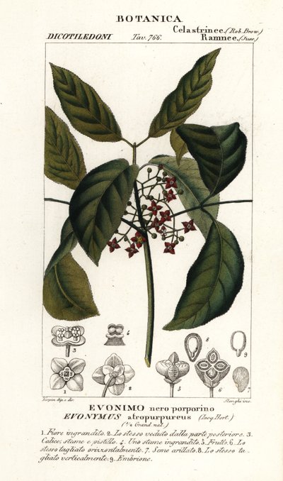 Wrzeciona Hamiltona , Euonymus hamiltonianus autorstwa Stanghi Stanghi