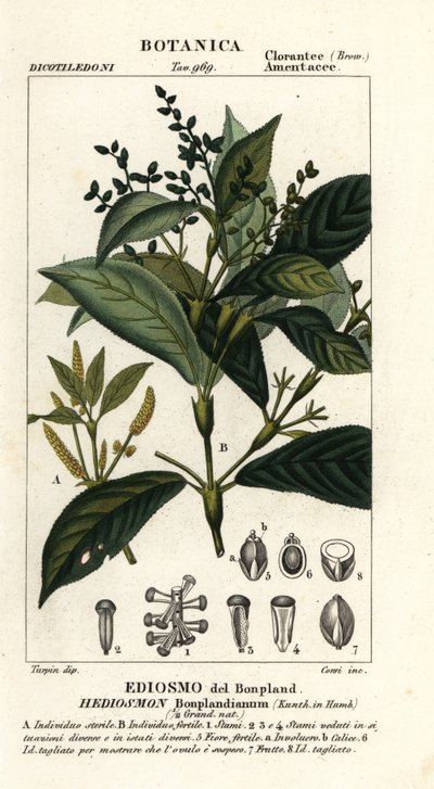 Hedyosmum bonplandianum autorstwa Stanghi Stanghi