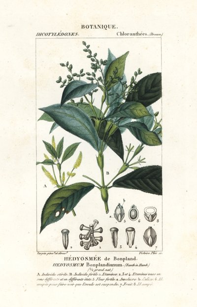 Hedyosmum bonplandianum, Kunt autorstwa Stanghi Stanghi