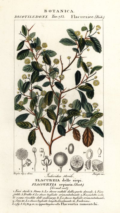 Śliwka indyjska, Flacourtia indica autorstwa Stanghi Stanghi