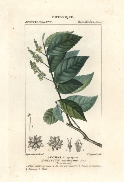 Ironwood, Homalium klasterum autorstwa Stanghi Stanghi
