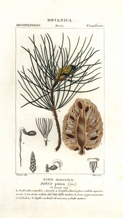 Sosna włoska, Pinus pinea autorstwa Stanghi Stanghi