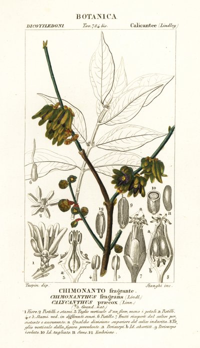 Ziele angielskie , Chimonanthus praecox autorstwa Stanghi Stanghi