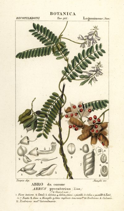 Fasola lub różaniec, Abrus precatorius autorstwa Stanghi Stanghi