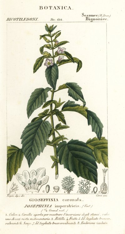Cesarzowa Józefina autorstwa Stanghi Stanghi
