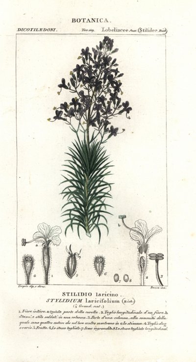 Larch-leaf or tree triggerplant, Stylidium laricifolium   1399232   pl       polish Successfully Translated  Original: Cupid Asleep Translat: Cupid Asleep 1236565 pl polish Successfully Translated Original: The Passing of Arthur, 1874. Translat: The Passin autorstwa Stanghi Stanghi