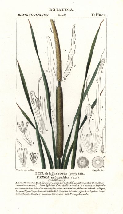 Oczeret mniejszy , Typha angustifolia autorstwa Stanghi Stanghi