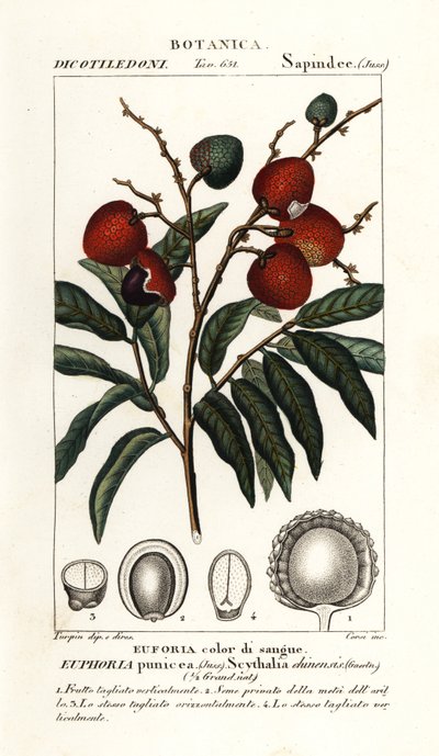 Owoc liczi, Litchi chinensis autorstwa Stanghi Stanghi