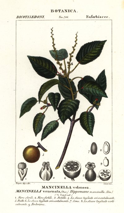 Manchineel lub jabłoń plażowa, Hippomane mancinella autorstwa Stanghi Stanghi