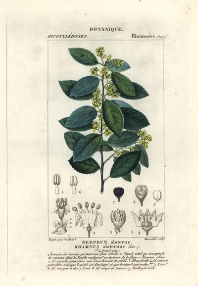 Rokitnik śródziemnomorski , Rhamnus alaternus autorstwa Stanghi Stanghi